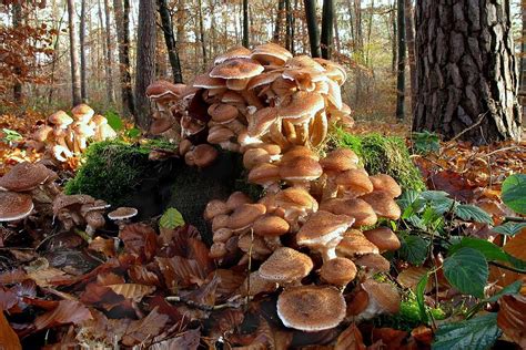 10 Fascinating Facts About Mushrooms