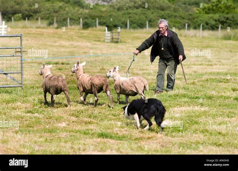 Sheep dog trials, Gairloch, North West Scotland Stock Photo - Alamy