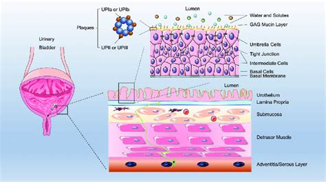 Schematic diagram of the bladder wall and bladder permeability barrier ...