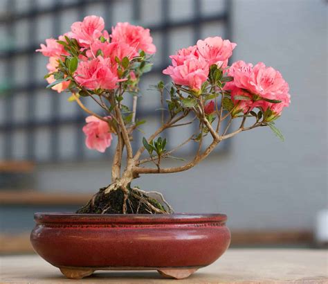 Azalea Bonsai Tree: Varieties, How to Propagate, and More