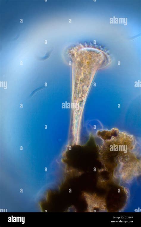 Stentor ciliate showing cilia movement photomicrograph Stock Photo - Alamy