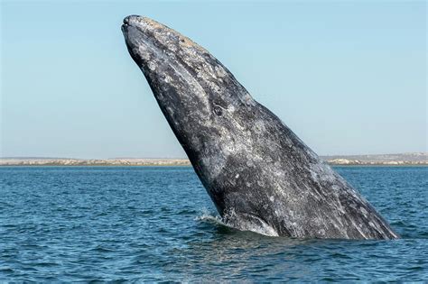 Grey Whale Breaching Photograph by Christopher Swann | Fine Art America