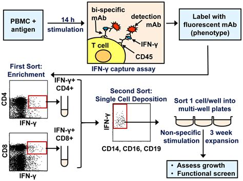 Overview of T cell clone generation. The procedure for cell... | Download Scientific Diagram