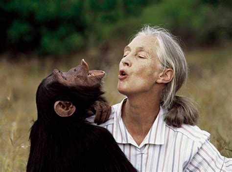 Jane Goodall | Jane goodall, Chimpanzee, Primates