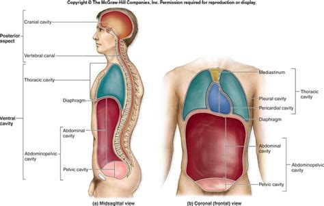 body cavities | Anatomy and Physiology | Human body anatomy, Anatomy ...