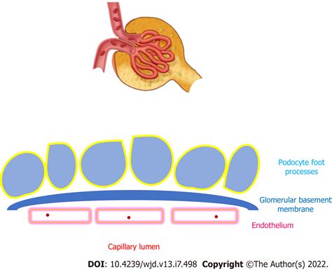 Glomerular Basement Membrane