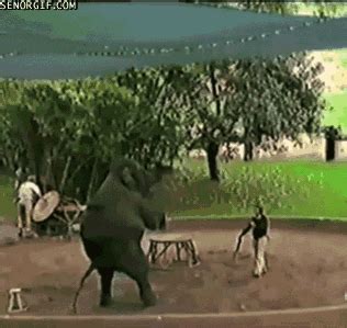 Walking Elephants GIF by Cheezburger - Find & Share on GIPHY