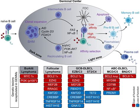 Frontiers Mouse Models Of Germinal Center Derived B-Cell, 55% OFF