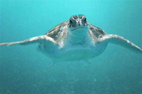 Extremely Rare Albino Sea Turtle Hatches On Australian Beach | HuffPost