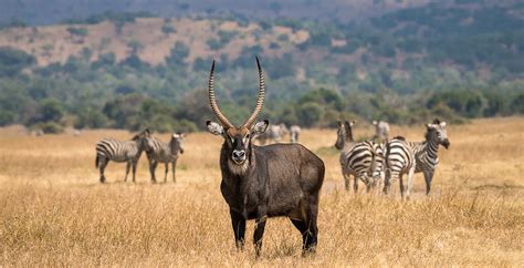 Akagera National Park in Rwanda - Journeys by Design