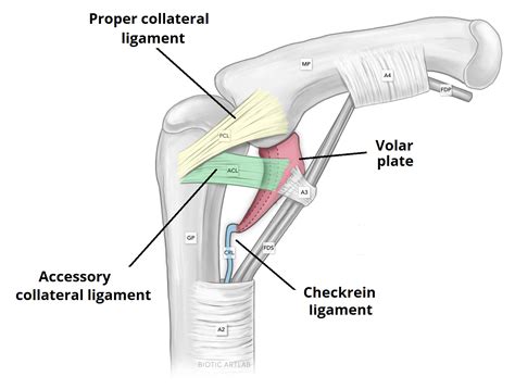 Interphalangeal Joints