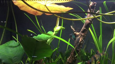 Flowering Anubias Barteri. “Anubia Round Leaf” flower in Fluval freshwater tank - YouTube