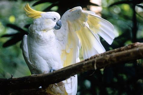 Sulphur-Crested Cockatoo — Full Profile, History, and Care