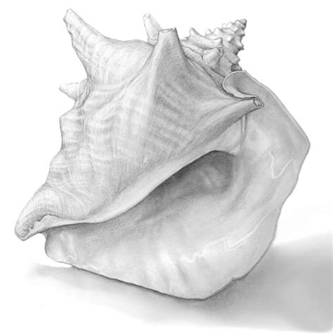 Free Conch Shell Drawing, Download Free Conch Shell Drawing png images ...