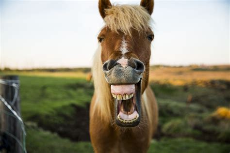 12 Ways Your Horse Tells You It Needs Its Teeth Checked