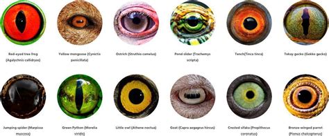 🔥 Most impressive eyes from the animal kingdom 🔥 : r/NatureIsFuckingLit