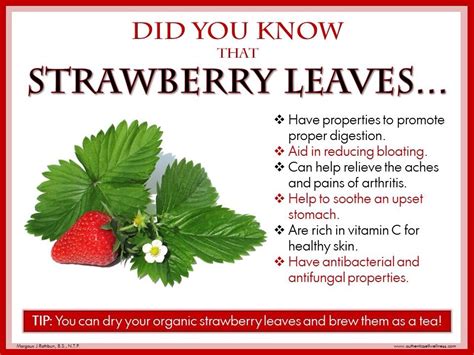 Strawberry Leaves 🍃🍓🍓🍓 - Musely