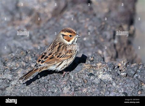 little bunting (Emberiza pusilla), during autumn migration, Mongolia ...