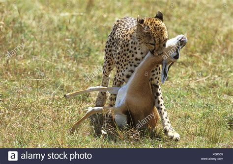 Cheetah Chasing Gazelle Stock Photos & Cheetah Chasing Gazelle Stock ...