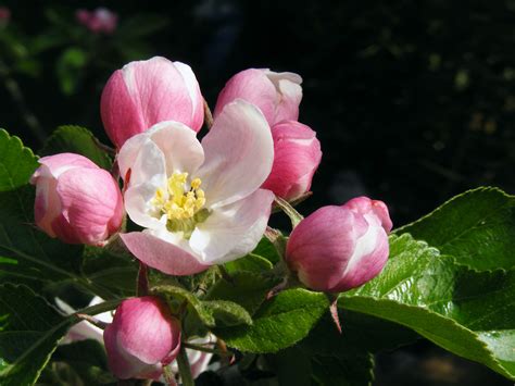 File:Apple blossom 02.jpg - Wikimedia Commons