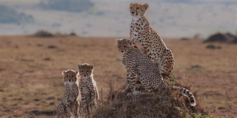 A guide to African wild animals and conservation | GVI | GVI