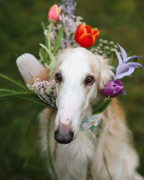 Why Choose a Borzoi Puppy for Companionship? | New York Dog Nanny