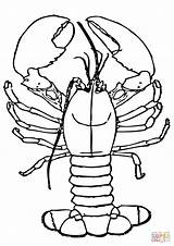 Lobster With Big claws coloring Page  Free Printable Coloring Pages sketch template