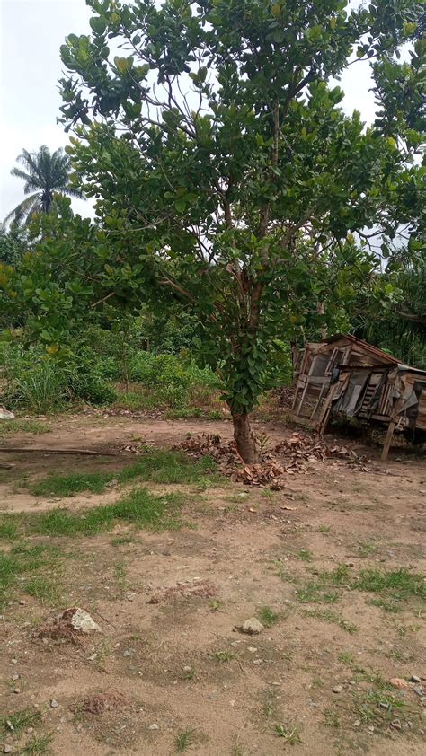 How To Start Cashew Farming Step By Step Guide - Agrolearner.com