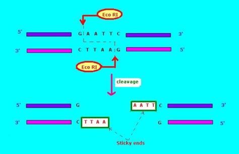 Difference Between Blunt and Sticky End Ligation | Compare the ...