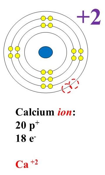 [Solved] Draw calcium ion Lewis Dot Diagram Draw a calcium ion bohr... | Course Hero