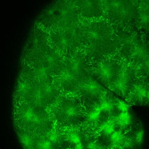 New microscopy method visualizes microtubules in cells of living fish ...