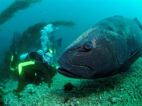 Giant (Black) Sea Bass - Channel Islands National Park (U.S. National ...