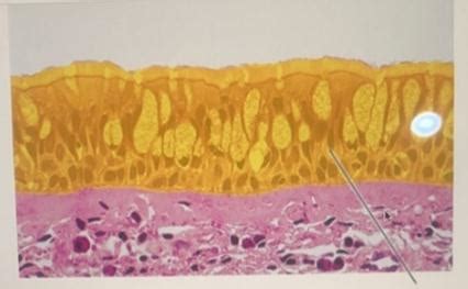 (Solved) - 1.Histology > Epithelial Tissue > Lab Practical >... (1 ...