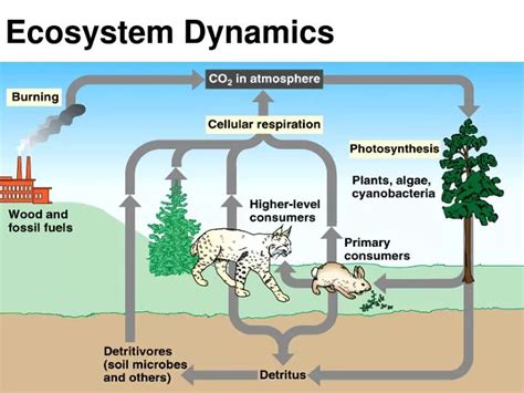 PPT - Ecosystem Dynamics PowerPoint Presentation, free download - ID:3081303