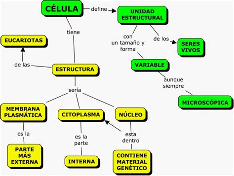 Mapa conceptual de la célula ¡Guía paso a paso!