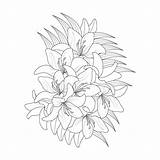 Premium Vector  Lily flower coloring Page With line Art For Kids sketch template