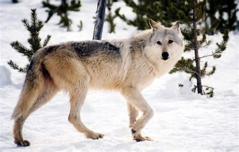 Why Restore Wolves to Colorado? - San Juan Citizens Alliance