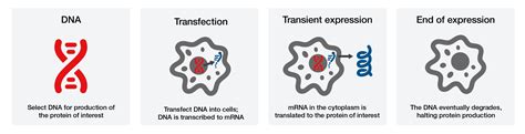 Transfection Applications | Thermo Fisher Scientific - US