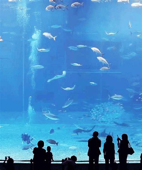 Great Aquarium Fish Gif Images at Best Animations