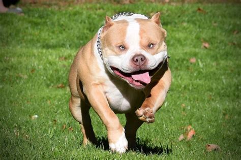 AMAZING AMERICAN BULLY TRANSFORMATIONS: FROM PUPPIES TO ADULTS ...