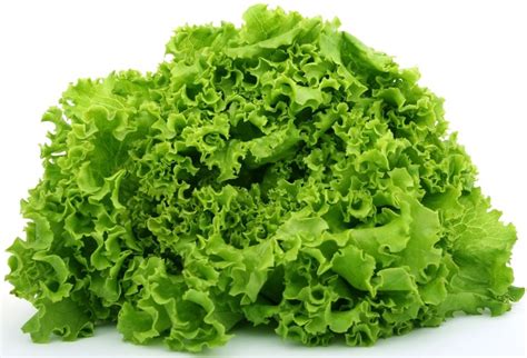 15 of the Best Lettuce Varieties to Grow for Backyard Gardeners - Garden and Happy