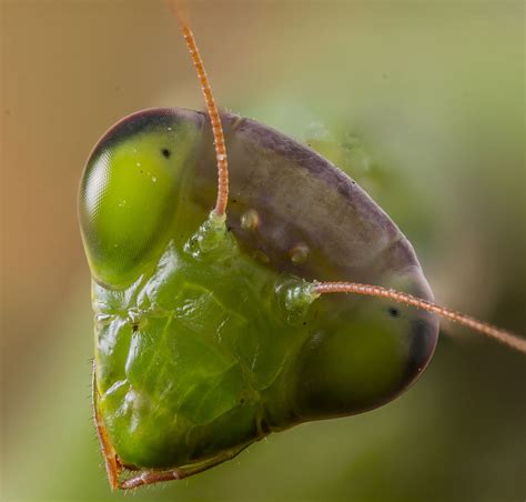 Free Images : nature, flower, animal, wildlife, wild, antenna, portrait, green, produce, praying ...