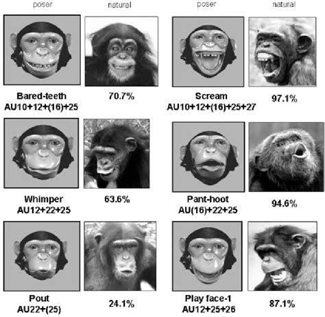 Figure 2 from Understanding chimpanzee facial expression: insights into the evolution of ...