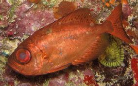 Glasseye Snapper - Heteropriacanthus cruentatus - Caribbean Fish Identification USVI