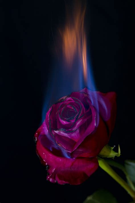 Fire Rose Wallpapers - Wallpaper Cave