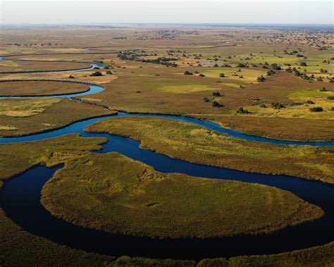 Okavango Delta Wildlife: What Animals Live in Okavango Delta - TourRadar