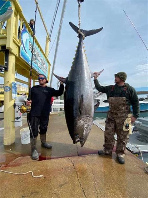 708-lb. Bluefin Tuna Sets Va. State Record | Chesapeake Bay Magazine