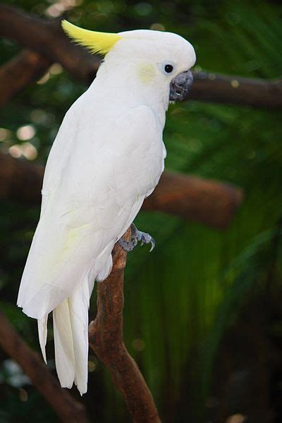 Kakatua Kecil Jambul Kuning (Cacatua sulphurea) Burung Langkah Yang ...