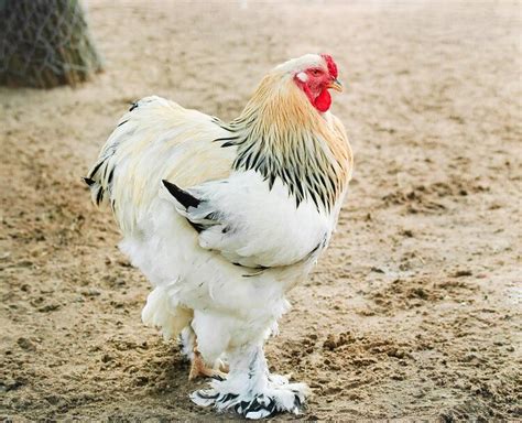 Brahma Chicken All You Need To Know: Colors, Eggs And More… | Chickens ...