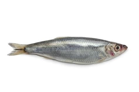 Salted sprat fish stock photo. Image of meal, fishing - 23417290